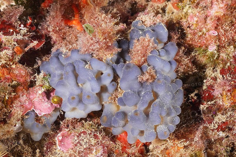 Underwater image of a bluish sponge with a grainy, textured surface, Marine sponge (Oscarella lobularis), surrounded by algae and marine life. Dive site Marine reserve Cap de Creus, Rosas, Costa Brava, Spain, Mediterranean Sea, Europe