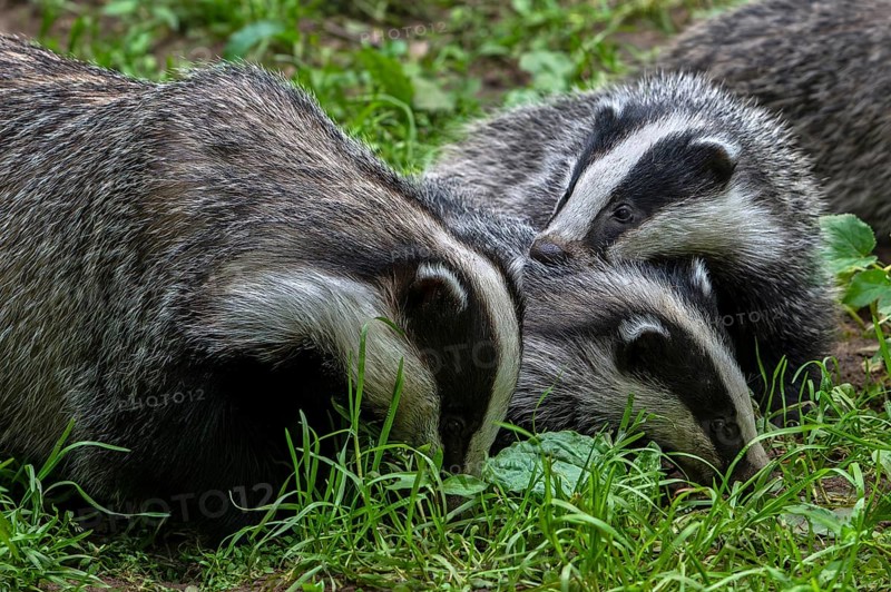 European badgers (Meles meles), close-up of three four months old cubs foraging with mother in meadow in spring
