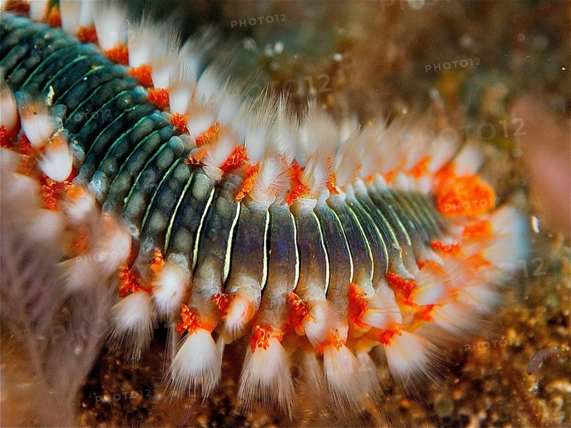 Close-up of a fire bristle worm (Hermodice carunculata) in the sea. The fine bristles and their vivid colours are striking. Dive site El Cabron marine reserve, Arinaga, Gran Canaria, Spain, Atlantic Ocean, Europe
