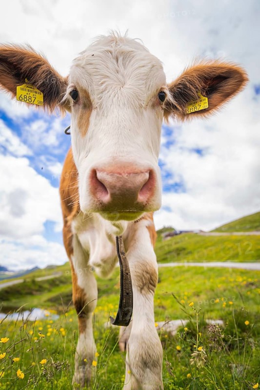 Face of a cow standing on a green pasture under a blue sky with clouds, Penken, Zillertal. Austria