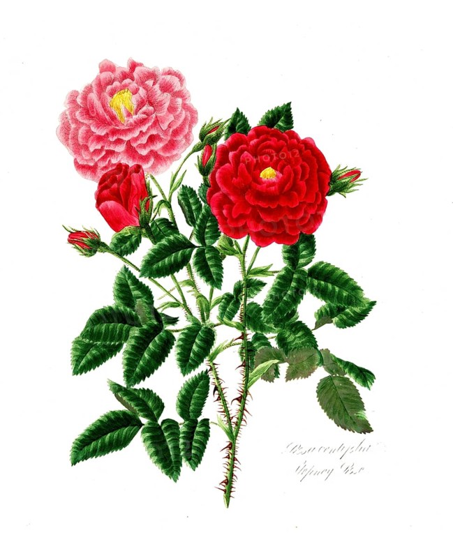 Rosa centifolia, Rose, Old rose, Rose cultivar, Illustration from 1799, Historic, digitally restored reproduction from a 19th century original, Record date not stated