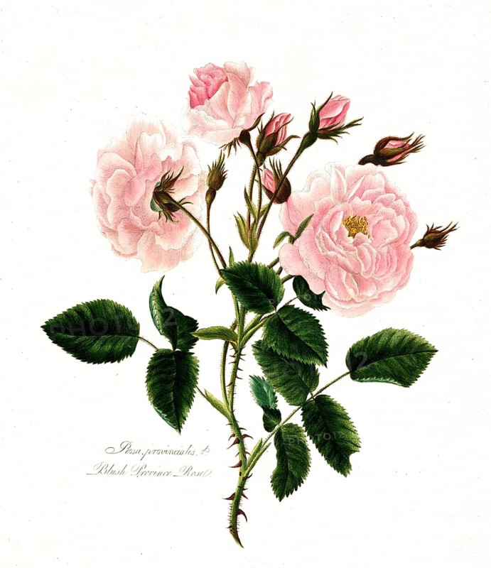 Rosa, provincialis, pink Provencerose, Rose, Historic Noble Rose, Rose cultivar, Illustration from 1799, Historic, digitally restored reproduction from a 19th century original, Record date not stated