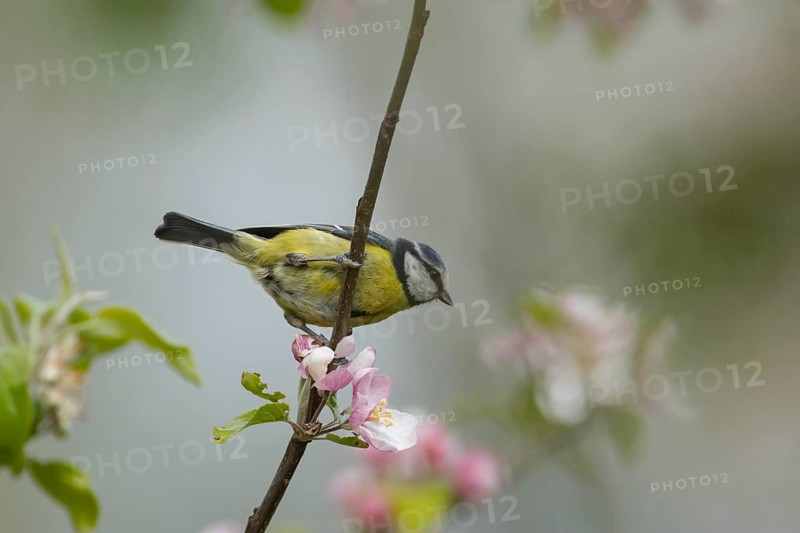 Blue tit Cyanistes (Caeruleus) adult bird on an apple tree branch with flowering blossom, Norfolk, England, United Kingdom, Europe
