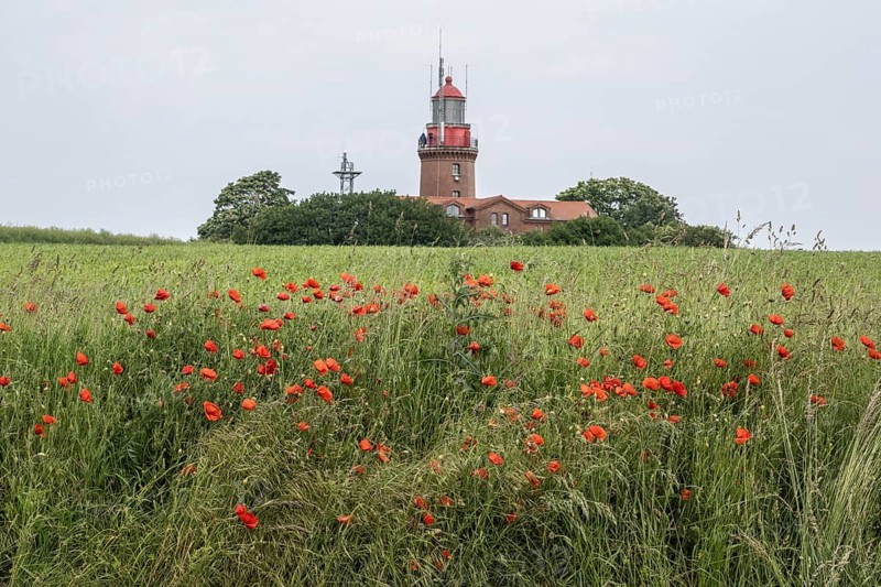 Poppy flower (Papaver rhoeas) in front of the Bastorf lighthouse, Mecklenburg-Western Pomerania, Germany, Europe