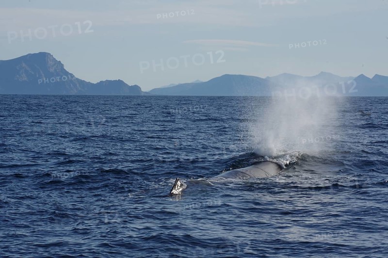 A humpback whale in the vast sea against a backdrop of mountains and a blue sky, whale watching, Andenes, Langoya, Vesteralen, Nordland, Norway, Europe