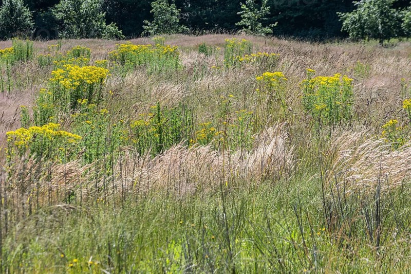 Extensive meadow with St James' ragwort (Senecio jacobaea) and flowering grasses, Emsland, Lower Saxony, Germany, Europe