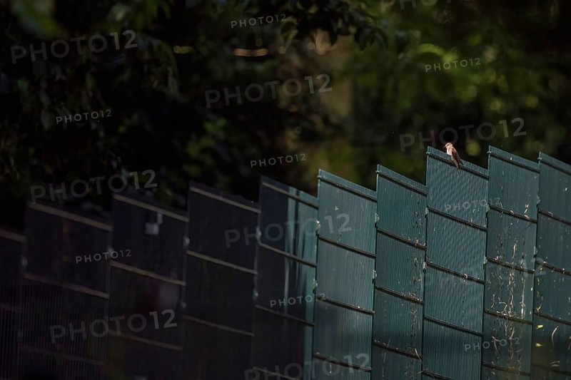 A spotted flycatcher (Muscicapa striata) sitting on the top of a high fence in dark surroundings, Hesse, Germany, Europe