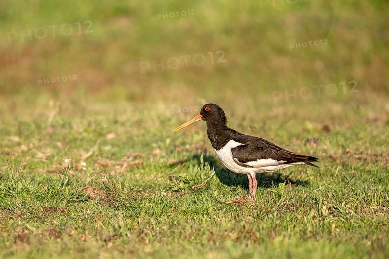 Oystercatcher (Haematopus ostralegus), Emsland, Lower Saxony, Germany, Europe