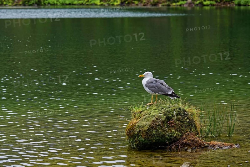 A seagull sits on a rock in a calm lake surrounded by green nature, crater lake Lagoa do Fogo, Caldeiras, Sao Miguel Island, Azores, Portugal, Europe
