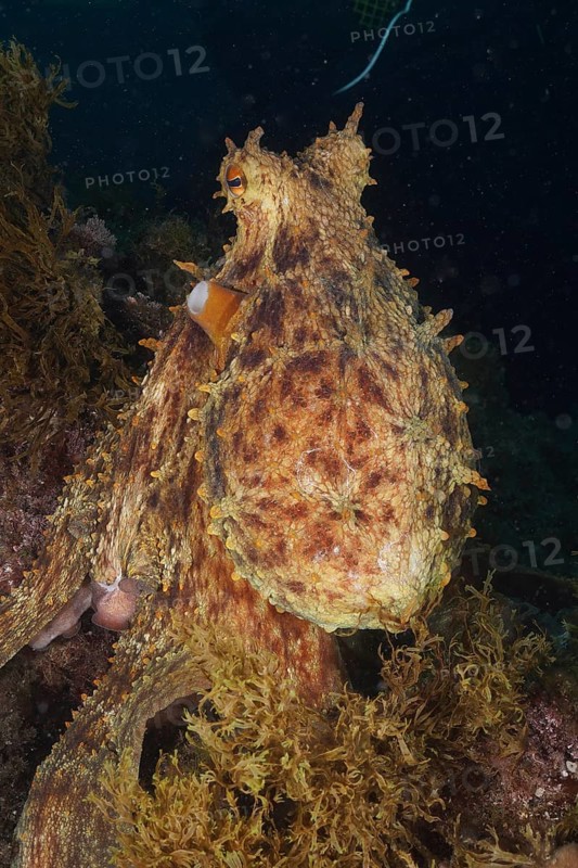 A Common Octopus (Octopus vulgaris) moves through a seaweed-covered seabed in dark water Dive site Cap de Creus Marine Reserve, Rosas, Costa Brava, Spain, Mediterranean Sea, Europe