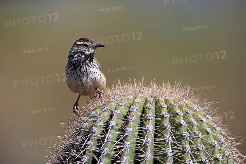 Cactus wren (Campylorhynchus brunneicapillus), adult, on cactus, Sonoran Desert, Arizona, North America, USA, North America
