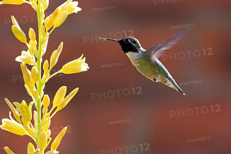 Anna's hummingbird (Calypte anna), adult, flying, on flower, foraging, Sonoran Desert, Arizona, North America, USA, North America