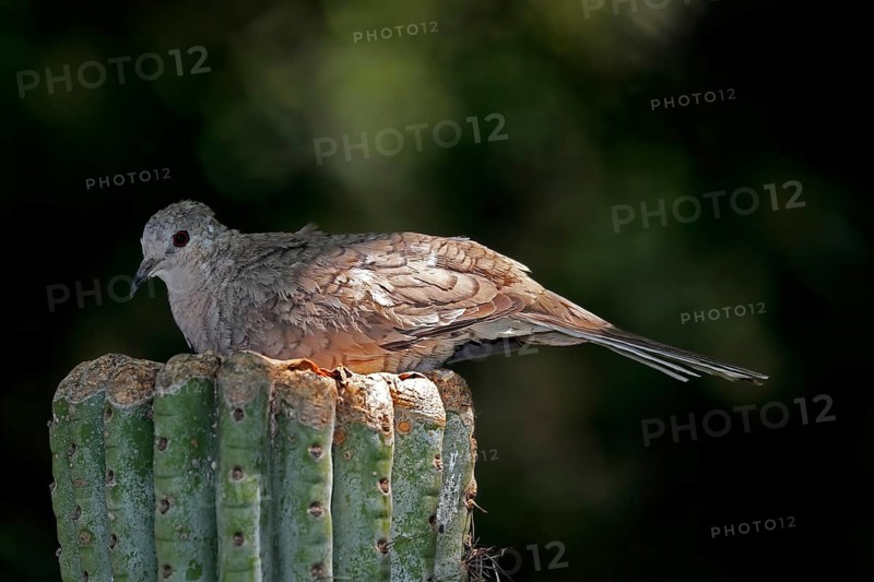 Inca dove (Columbina Inca), adult, on cactus, Sonora Desert, Arizona, North America, USA, North America