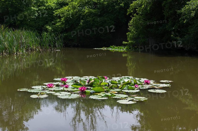 Water lilies (Nymphaea) in a rainwater retention basin in the vineyards that was created as a biotope, Pink water lily, red, Baden-Württemberg, Germany, Europe