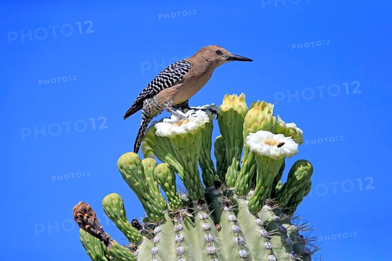 Gila woodpecker (Melanerpes uropygialis), adult, male, on Saguaro cactus flower, foraging, Sonoran Desert, Arizona, North America, USA, North America