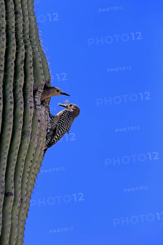 Gila woodpecker (Melanerpes uropygialis), adult, male, female, pair, at breeding den, with food, at saguaro cactus, Sonora Desert, Arizona, North America, USA, North America