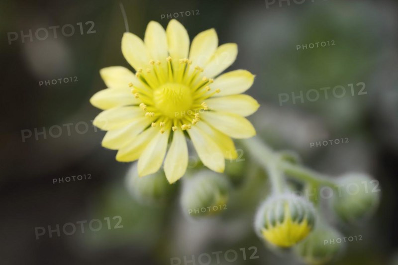 Aeonium (Aeonium saundersii), flower, La Gomera, Canary Islands, Spain, Europe