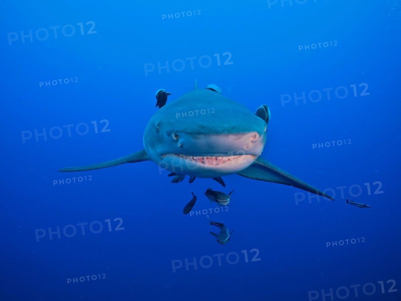 Portrait of lemon shark (Negaprion brevirostris), surrounded by several specimens of suckerfish (Echeneidae) . Dive site Lemon Drop, Jupiter, Florida, USA, North America