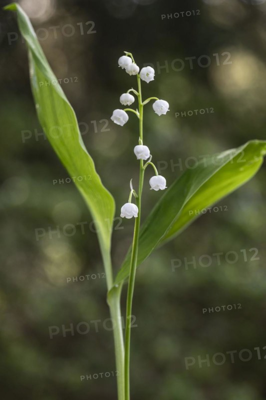 Lily of the valley (Convallaria majalis), Emsland, Lower Saxony, Germany, Europe