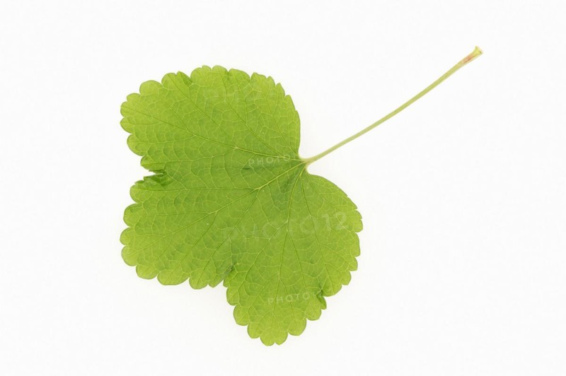 Redcurrant (Ribes rubrum), leaf on white background