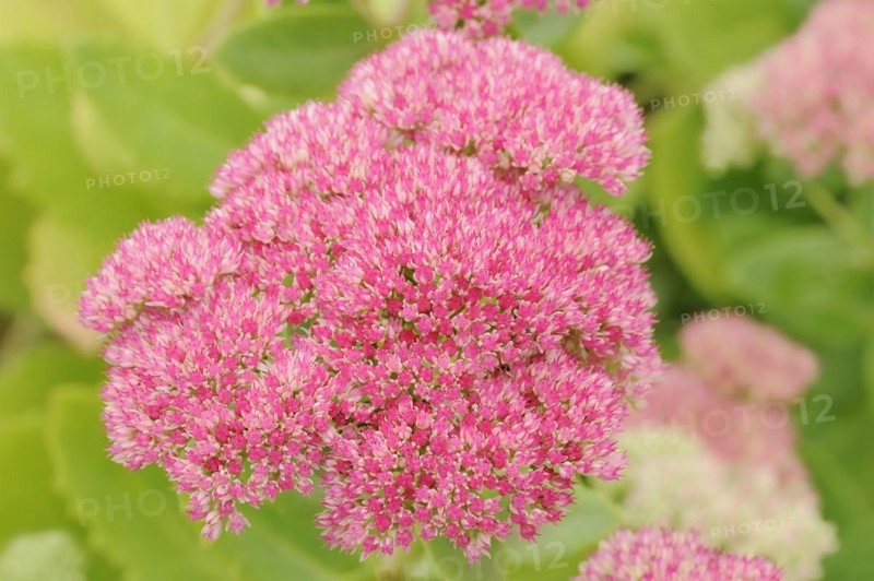 Showy stonecrop (Sedum spectabile) flowering, ornamental plant, North Rhine-Westphalia, Germany, Europe