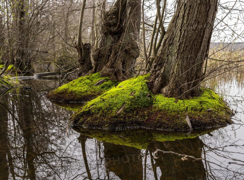 Trees in the damp ground by the Bodden, Binz, Rügen, Mecklenburg-Western Pomerania, Germany, Europe