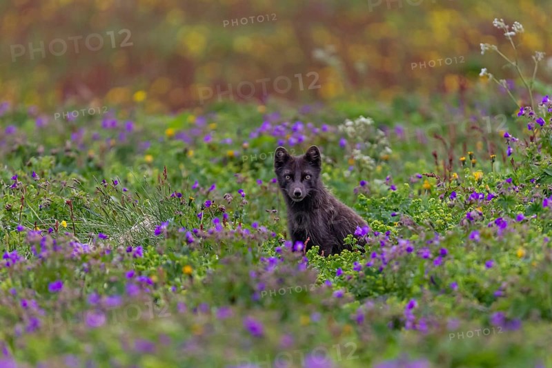 Dark arctic fox (Vulpes lagopus), ice fox, standing in a flower meadow, frontal, summer, Hornstrandir, Westfjords, Iceland, Europe