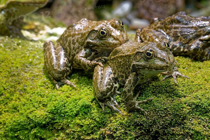 Sea frog (Pelophylax ridibundus), order of frogs in the family of true frogs, captive, occurring in and near water bodies