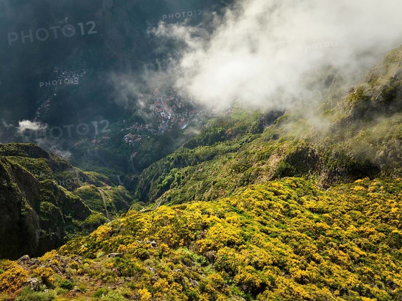 Aerial drone view of Curral das Freiras village from Miradouros do Paredao with blooming yellow Cytisus shrubs, Madeira island, Portugal, Europe
