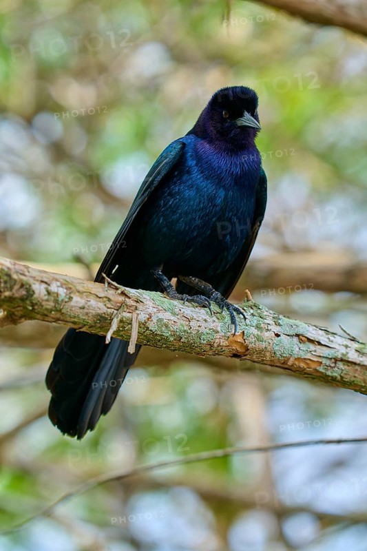 Common Grackle (Quiscalus quiscula), two birds on tree, Wakodahatchee Wetlands, Delray Beach, Florida, USA, North America