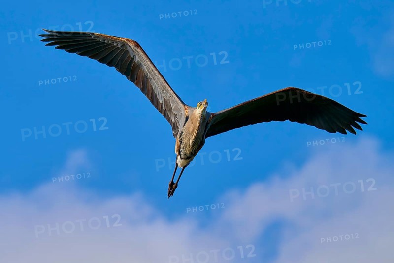 Great blue heron (Ardea herodias), in full flight against a clear blue sky, showcasing its wings and outstretched legs, Wakodahatchee Wetlands, Delray Beach, Florida, USA, North America
