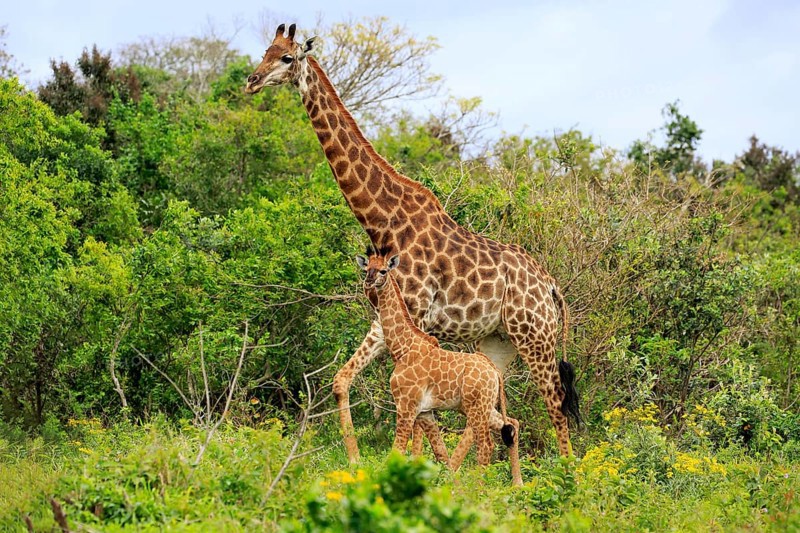 Cape giraffe (Giraffa camelopardalis giraffa), adult female with juvenile, foraging, Saint Lucia Estuary, Isimangaliso Wetland Park, Kwazulu Natal, South Africa, Africa
