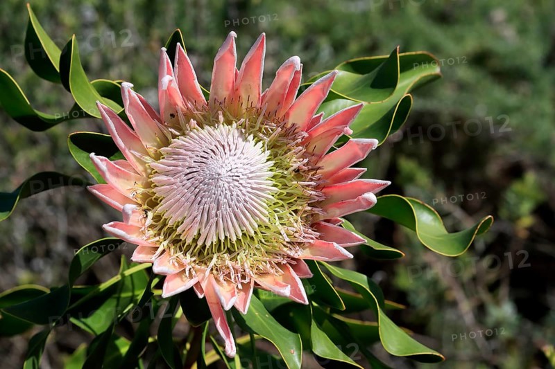 King Protea (Protea cynaroides), flower, flowering, flower, in spring, Kirstenbosch Botanical Gardens, Cape Town, South Africa, Africa