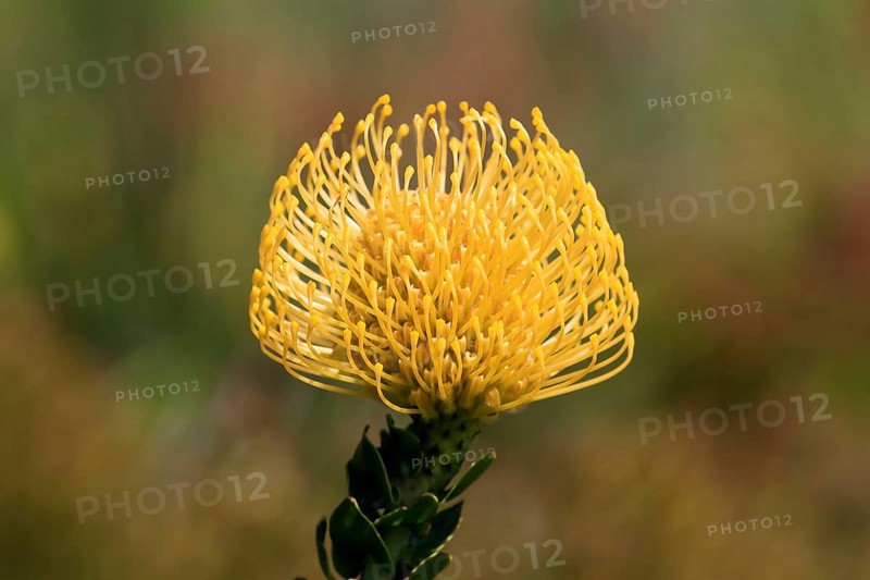 Pincushion protea (Leucospermum cordifolium), flower, flowering, silver tree plant, Kirstenbosch Botanical Gardens, Cape Town, South Africa, Africa