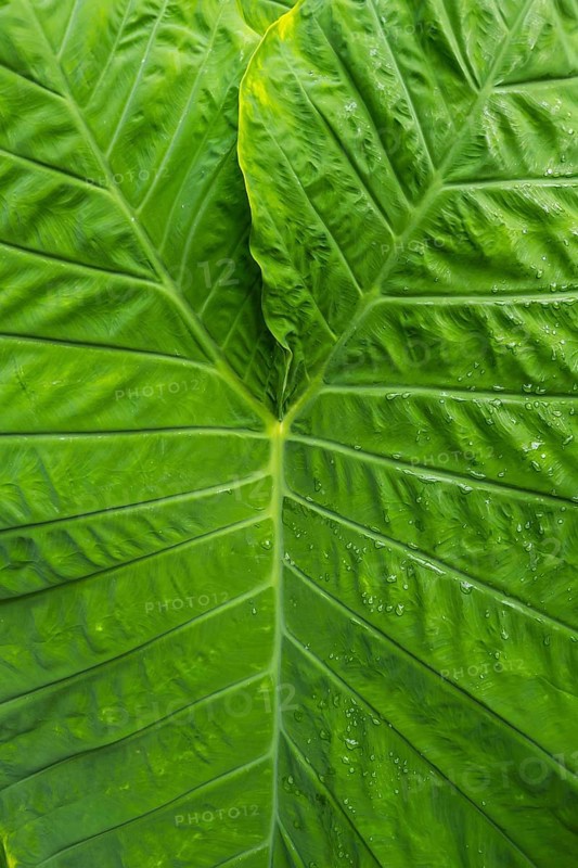 Paintbrush plant (Colocasia), plant, tropical plant, leaf, lotus, lotus effect, beading, protection, water protection, structure, green, texture, close up