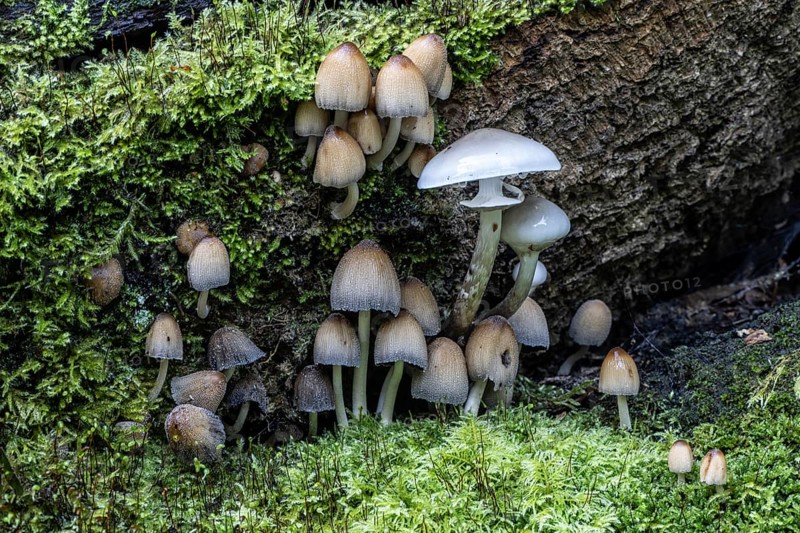 Fairies bonnet (Coprinus disseminatus) and ringed beech mucilage (Oudemansiella mucida), Emsland, Lower Saxony, Germany, Europe