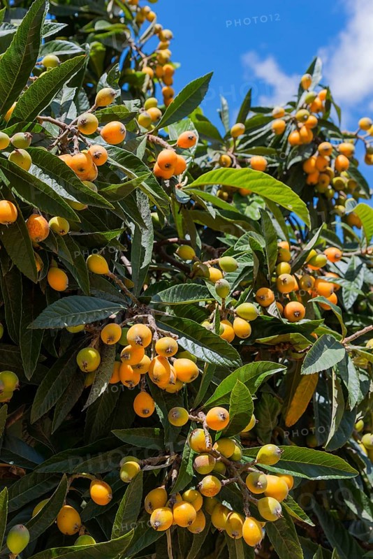 Well-lit tree with a multitude of yellow fruits and dense green leaves against a blue sky, Japanese loquat (Eriobotrya japonica), Japanese medlar, loquat, Mispero, Nespolo, Nispero, Medlar, Spain, Europe