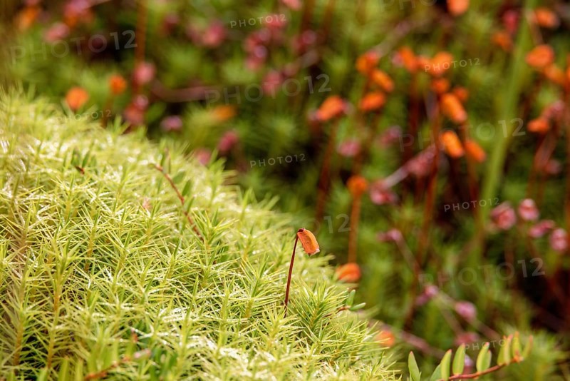 Close up at beautiful Haircap moss (Polytrichum commune) with capsules in a bog