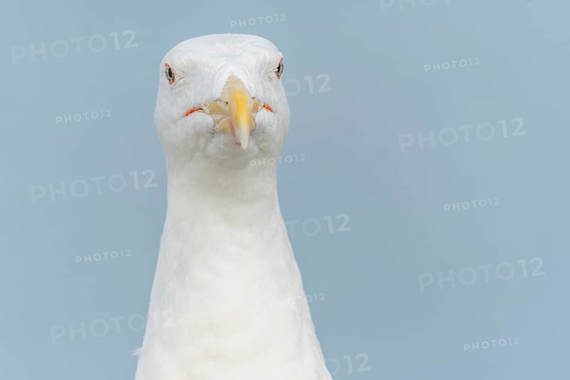 Lesser Black-backed Gull (Larus fuscus) portrait in a harbour on the Atlantic coast. Camaret, Crozon, Finistere, Brittany, France, Europe