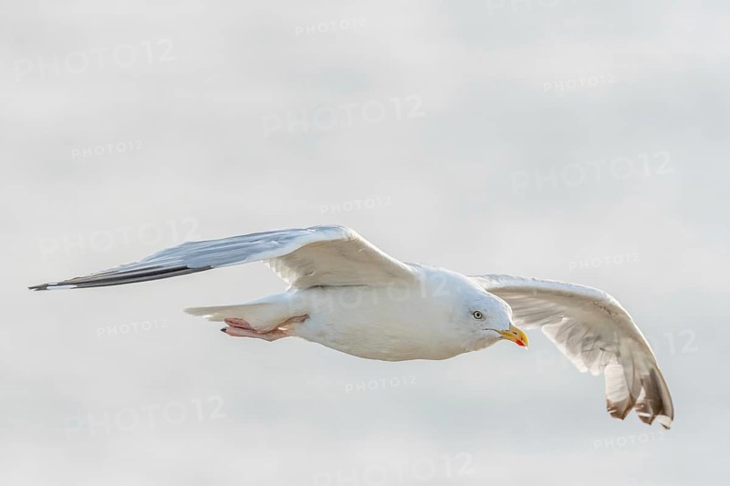 Herringgull (Larus argentatus) flies along the cliffs. Camaret, Crozon, Finistere, Brittany, France, Europe