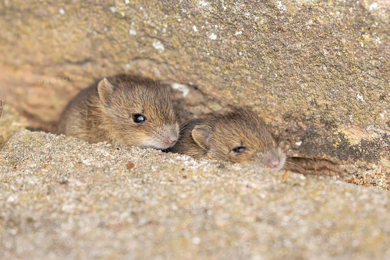 Brown rat (Rattus norvegicus) two juvenile baby rodent animals emerging from a hole by a building brick wall, England, United Kingdom, Europe