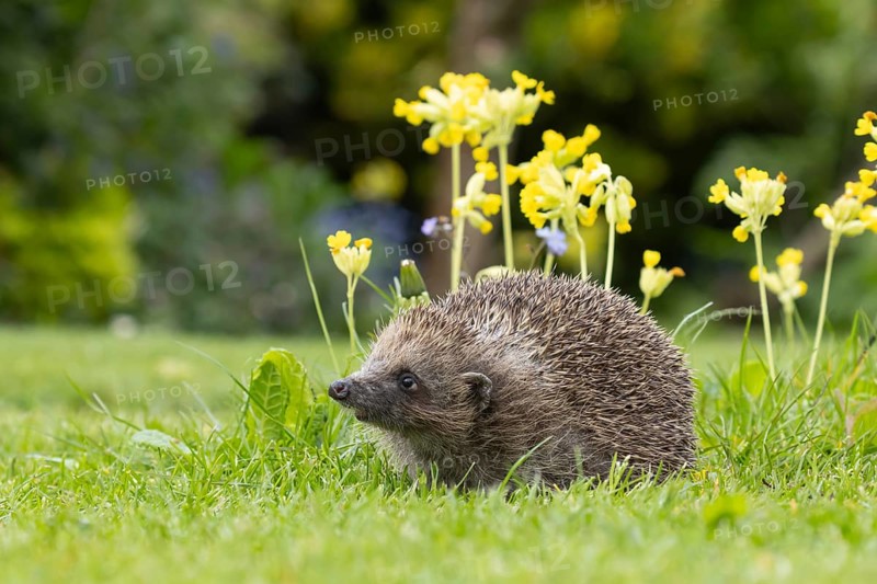 European hedgehog (Erinaceus europaeus) adult animal on an urban garden grass lawn in the spring with flowering Cowslip plants, England, United Kingdom, Europe