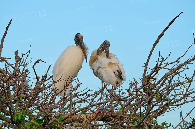 Two wood storks (Mycteria americana), standing on branch, spring, Wakodahatchee Wetlands, Delray Beach, Florida, USA, North America