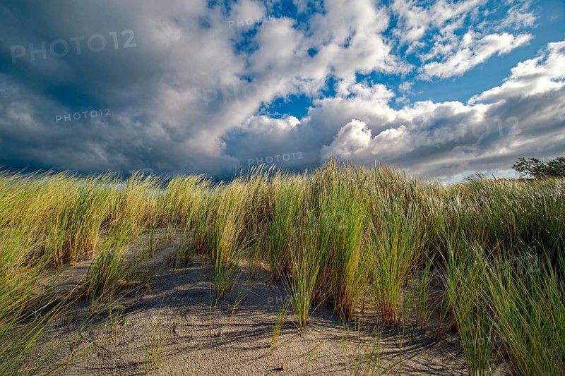 European Marram Grass (Ammophila arenaria) on the Baltic Sea beach, cloudy mood, Ahrenshoop, Fischland-Darß-Zingst peninsula, Baltic Sea, Mecklenburg-Western Pomerania, Germany, Europe