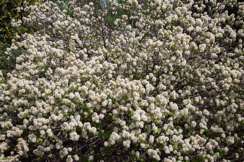 Fothergilla major, Mountain Witch Alder shrub with white flower blossoms in spring, Quebec, Canada, North America