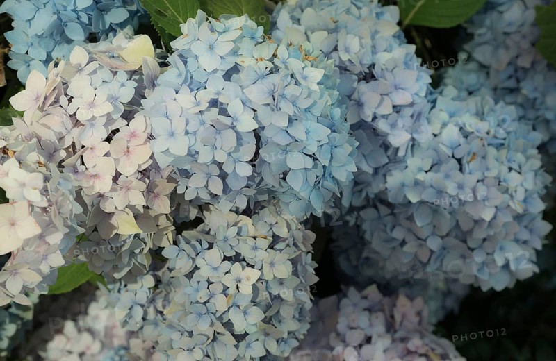 Large, purple and blue hydrangea flowers in delicate pastel shades in summer, bigleaf hydrangea (Hydrangea macrophylla), also garden hydrangea or farmer's hydrangea, flowering hydrangea, purple, flowers, light sepia colour, vintage, hydrangea, hydrangea flower, hydrangea bush, hydrangea plant in a garden, summer, bright, freshly bloomed, close-up, Mecklenburg Lake District, Mecklenburg-Western Pomerania, Germany, Europe