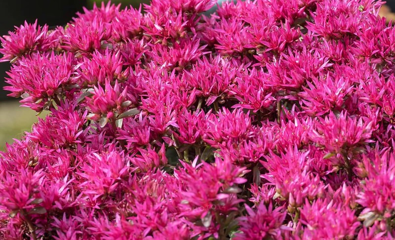 Sedum spurium Schorbuser Blut, North Rhine-Westphalia, Germany, Europe