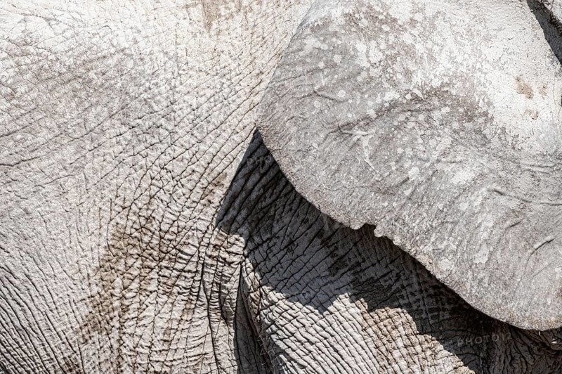 African elephant (Loxodonta africana), detail, ear and wrinkled skin, Etosha National Park, Namibia, Africa
