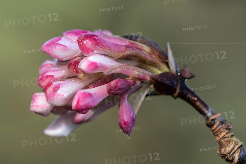 Winter snowball (Viburnum bodnantense Dawn), Emsland, Lower Saxony, Germany, Europe