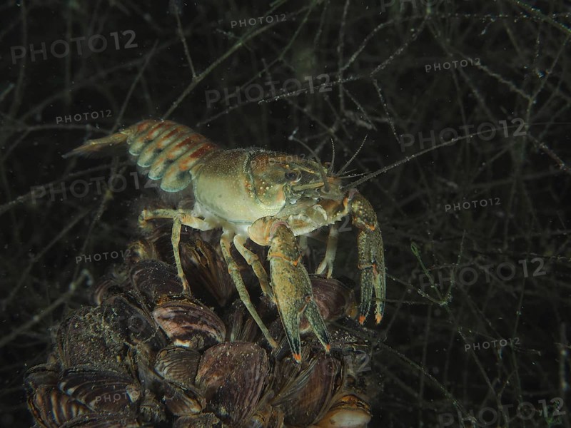 Crayfish (Faxonius limosus), American crayfish, invasive species. Diving site Wildsau, Berlingen, Lake Constance, Switzerland, Europe